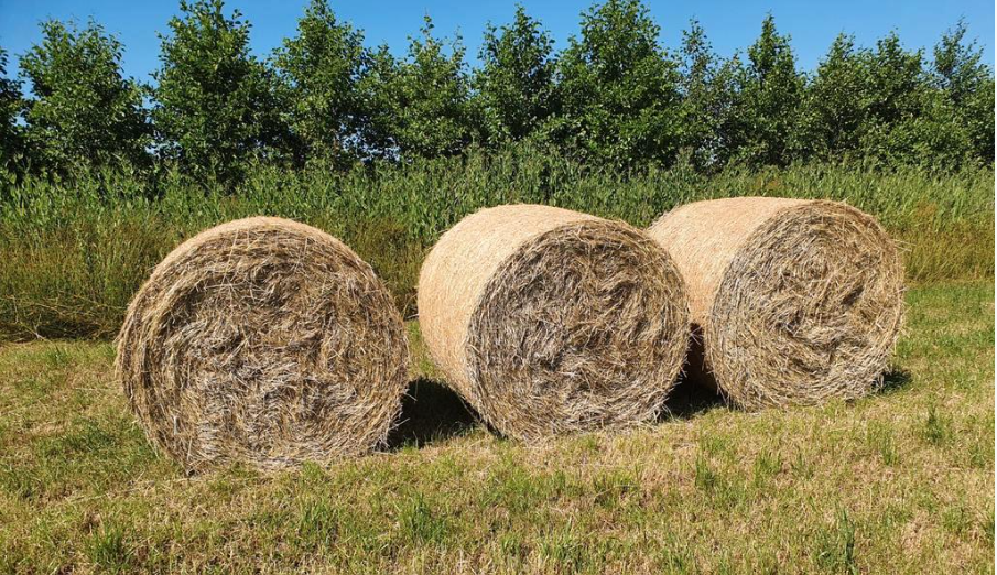 Riet Bemiddelaar Heer Nieuwsbrief Vrienden van Velhorst juli 2022