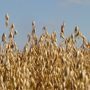 Diverse graansoorten waarvan we o.a onze eigen biologische muesli, havermout, tarwebloem, volkeren tarwemeel, spelt pasta, parelgerst en parelrogge maken.