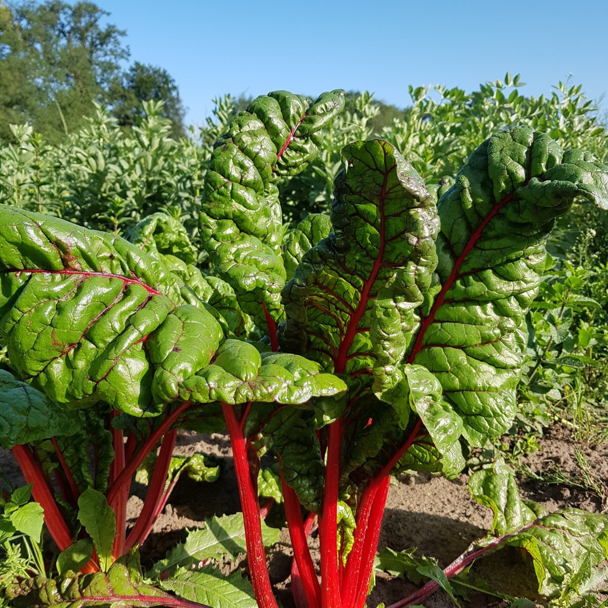 Seizoensgroenten zoals courgette, pompoen, diverse koolsoorten, peultjes, rabarber
