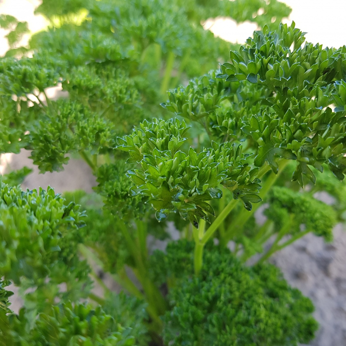 Verschillenden soorten biologische kruiden zoals munt, peterselie, koriander, salie, oregano