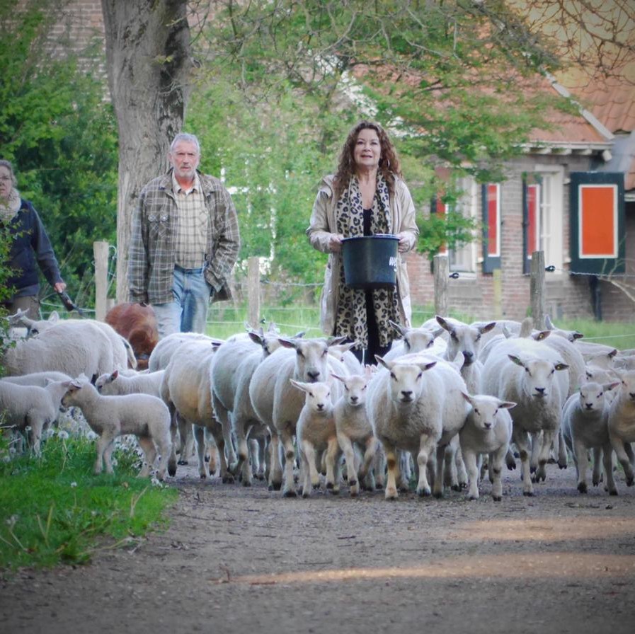 De schapen zijn van het ras Noordhollander, een kruising tussen een Texelaar en een Fins Landras en Baggerbont.