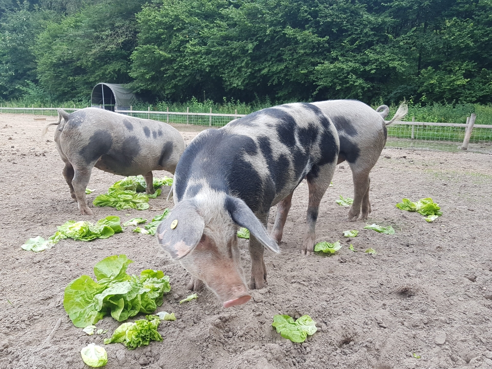 Bonte Bentheimer buiten varkens op Landgoed Velhorst