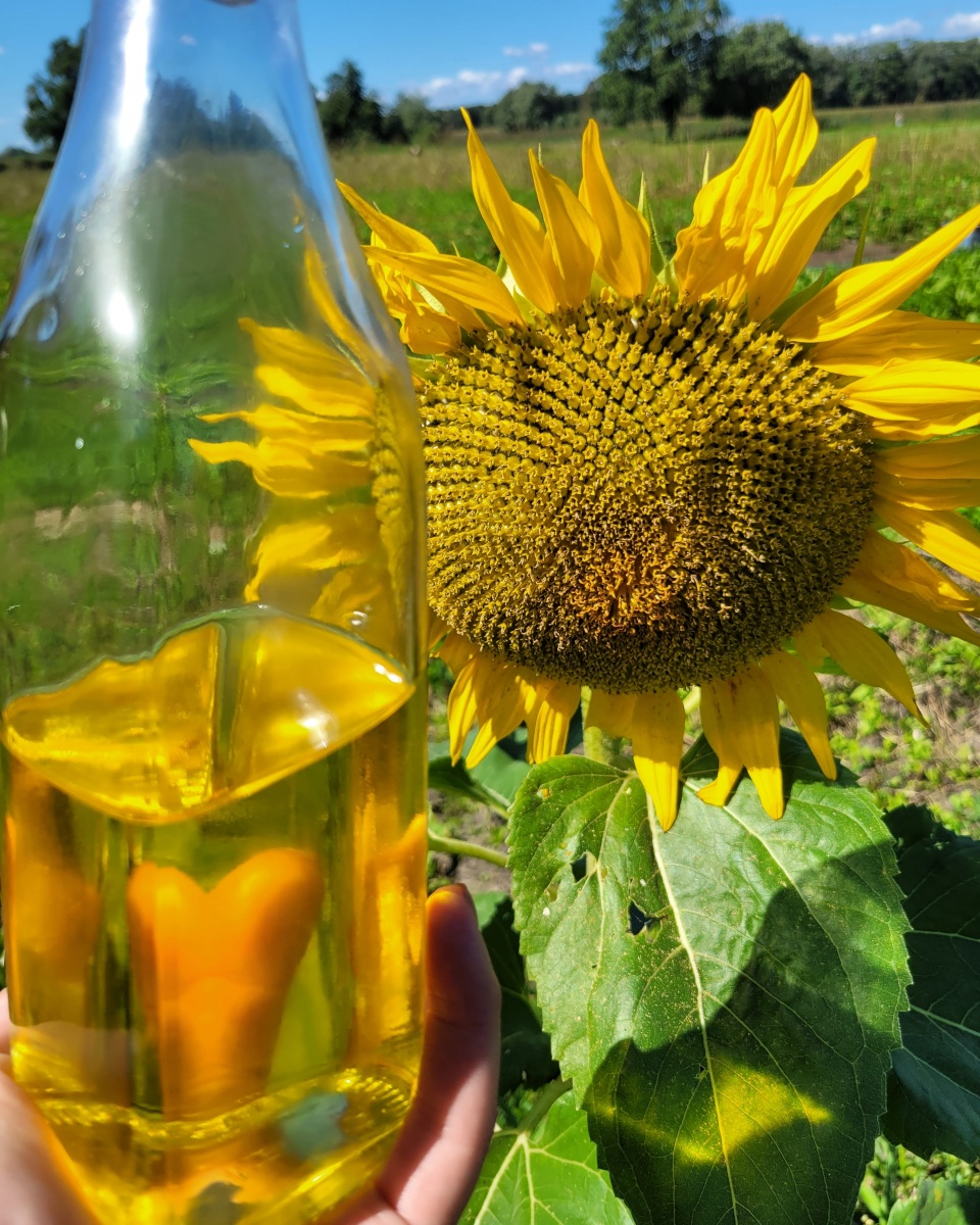 Biologische zonnebloemolie van Landgoed Velhorst 