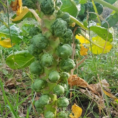 Spruiten op stam BIO 