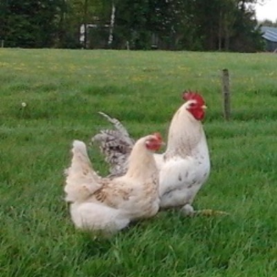 Haantje van Burgerboerderij de Patrijs 