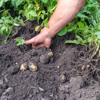 Actie aardappelen 21-3-2026 zelf ophalen op Velhorst