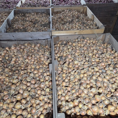 Actie uien 21-3-2026 zelf ophalen op Velhorst