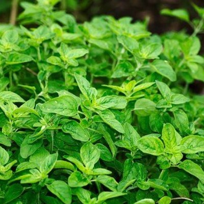 Oregano BIO