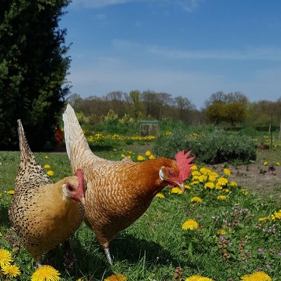 Gemengd graan pluimvee biologisch