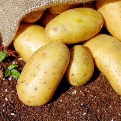 Triplo aardappelen (nieuwe oogst)